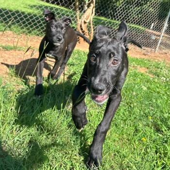 Walrus -  Black Labrador Retriever Dog for Adoption in Pittsburgh, Pennsylvania - Walrus | PetCurious