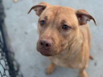 Labrador Retriever and Mixed Breed Dogs Available for Adoption in Tulsa, Oklahoma - KYA (SHILOH) | PetCurious