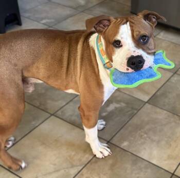 Mellow -  Pit Bull Terrier Dog for Adoption in Framingham, Massachusetts - Mellow | PetCurious