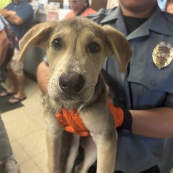 CERA -  German Shepherd Dog Dog for Adoption in Stockton, California - CERA | PetCurious