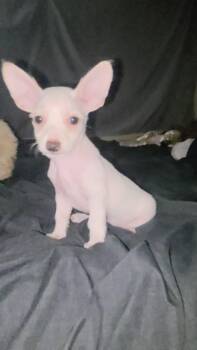 Chihuahua and Shih Tzu Dogs Available for Adoption in Gainesville, Virginia - Pixel (Coming The 12th) | PetCurious