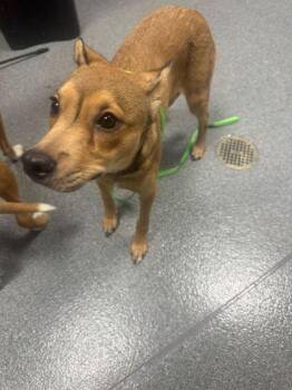 Mixed Breed Dogs Available for Adoption - Little Bit | PetCurious