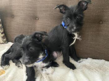 Peach -  Schnauzer and Mixed Breed Dog for Adoption in Valley Stream, New York - Peach | PetCurious