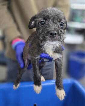 Mixed Breed Dogs Available for Adoption in Dallas, Texas - UMBER | PetCurious