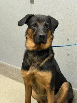 ELI -  Rottweiler and Golden Retriever Dog for Adoption in Las Vegas, Nevada - ELI | PetCurious