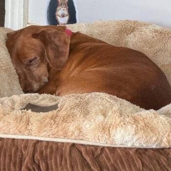 Dachshund and Terrier Dogs Available for Adoption in North Canton, Ohio - Pixie | PetCurious