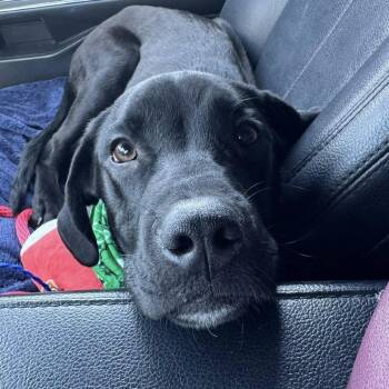 Black Labrador Retriever and Mixed Breed Dogs Available for Adoption in Lakewood Ranch, Florida - River Guno | PetCurious