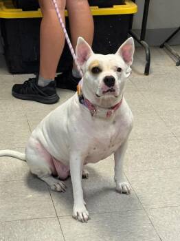 Athena (Sadie Rose) -  Pit Bull Terrier Dog for Adoption in Sorrento, Louisiana - Athena (Sadie Rose) | PetCurious