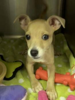 Chihuahua Dogs Available for Adoption - Liam | PetCurious