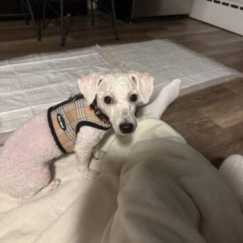 Chance -  Miniature Poodle Dog for Adoption in Verona, New Jersey - Chance | PetCurious