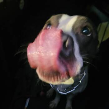 Rescue Mixed Breed Dogs for Adoption in Philadelphia, Pennsylvania - Lute | PetCurious