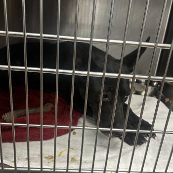 Morgan -  Terrier and Mixed Breed Dog for Adoption in St. Louis, Missouri - Morgan | PetCurious