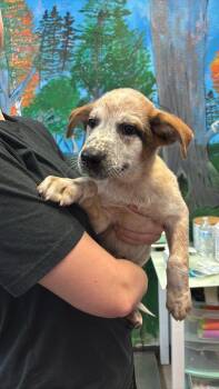 Arnold -  Australian Cattle Dog Blue Heeler Dog for Adoption in New Braunfels, Texas - Arnold | PetCurious