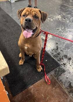 Kobe -  Mixed Breed Dog for Adoption in Cincinnati, Ohio - Kobe | PetCurious