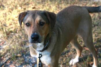 Nora -  German Shepherd Dog and Labrador Retriever Dog for Adoption in Attalla, Alabama - Nora | PetCurious