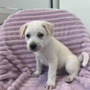 Cake -  Cattle Dog and Mixed Breed Dog for Adoption in Salt Lake City, Utah - Cake | PetCurious
