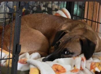 Dachshund and Beagle Dogs Available for Adoption - Baytown Girl | PetCurious