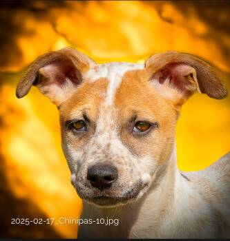 Rescue Hound Dogs for Adoption in Houston, Texas - Chinipas | PetCurious