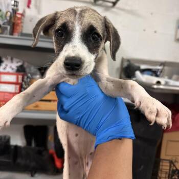 Mixed Breed Dogs Available for Adoption in Edinburg, Texas - Yam | PetCurious