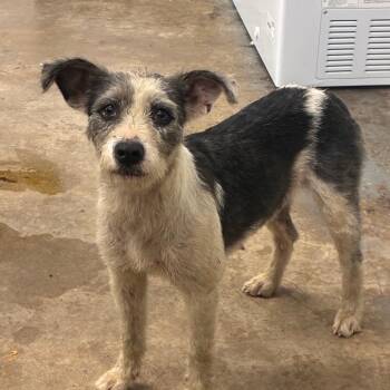 Hannah Montana -  Mixed Breed Dog for Adoption in Corbin, Kentucky - Hannah Montana | PetCurious