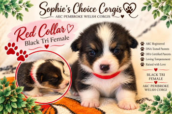 Sofia -  Pembroke Welsh Corgi Dog for Sale in Ocala, Florida - Sofia | PetCurious