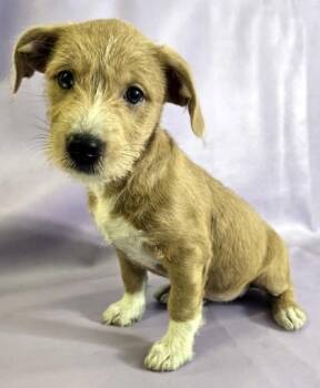 Dachshund and Beagle Dogs Available for Adoption in Morton Grove, Illinois - Mya | PetCurious