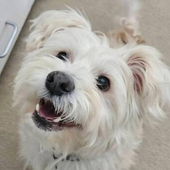 Terrier Dogs Available for Adoption - Nemo | PetCurious