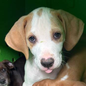 Moe -  Mixed Breed Dog for Adoption in Mentor, Ohio - Moe | PetCurious