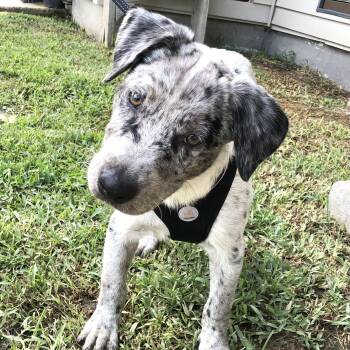 Teddy (Julia) -  Shepherd and Terrier Dog for Adoption in Conroe, Texas - Teddy (Julia) | PetCurious