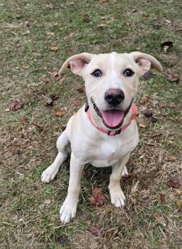 Rescue Retriever Dogs for Adoption in Bonifay, Florida - Stella (Coming Soon) | PetCurious