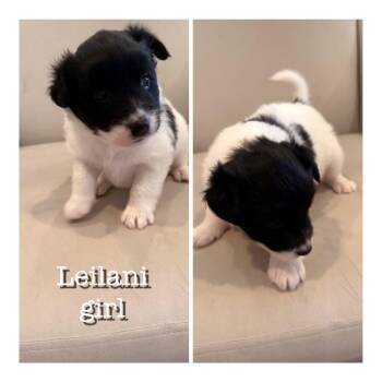 Border Collie and Mixed Breed Dogs Available for Adoption - Leilani | PetCurious