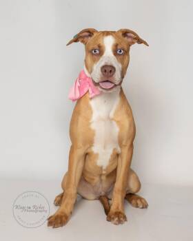 Labrador Retriever and Husky Dogs Available for Adoption in Tuscaloosa, Alabama - Belle | PetCurious