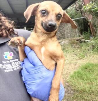 A657363 -  Chihuahua and Rat Terrier Dog for Adoption in Houston, Texas - A657363 | PetCurious