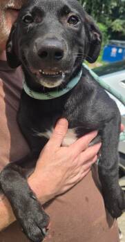 Topaz -  Labrador Retriever and Mixed Breed Dog for Adoption in Saint Clairsville, Ohio - Topaz | PetCurious