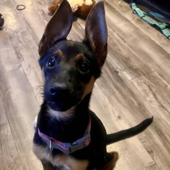 Shortcake -  German Shepherd Dog Dog for Adoption in Brentwood, Tennessee - Shortcake | PetCurious