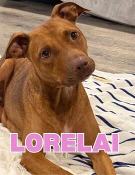 Lorelai -  Mixed Breed Dog for Adoption in Shalimar, Florida - Lorelai | PetCurious