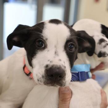 Kibou -  Pointer Dog for Adoption in Briarcliff Manor, New York - Kibou | PetCurious