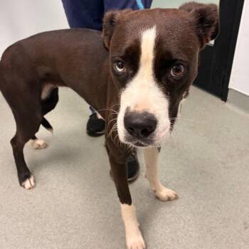 Margarita -  Boxer and Mixed Breed Dog for Adoption in Abilene, Texas - Margarita | PetCurious