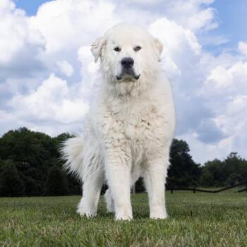 Scout -  Great Pyrenees Dog for Adoption in Franklin, Tennessee - Scout | PetCurious