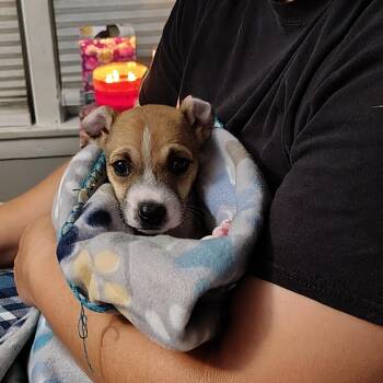 Morrison -  Labrador Retriever and Mixed Breed Dog for Adoption in Bedford Park, Illinois - Morrison | PetCurious