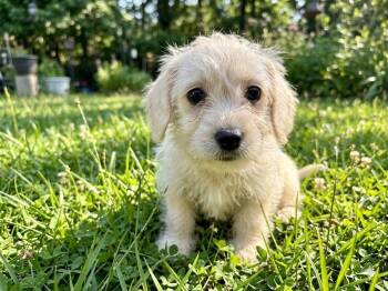 Havanese Dogs Available for Adoption in Wheelersburg, Ohio - Darla | PetCurious