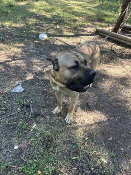 Cane -  Cane Corso and Mastiff Dog for Adoption in Austin, Texas - Cane | PetCurious