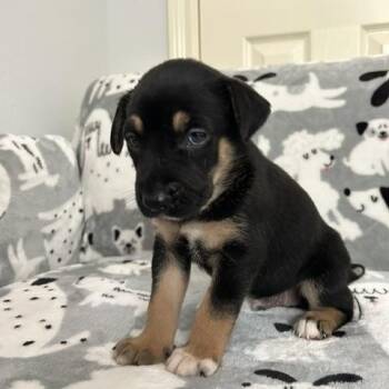 Reid -  German Shepherd Dog Dog for Adoption in South Houston, Texas - Reid | PetCurious