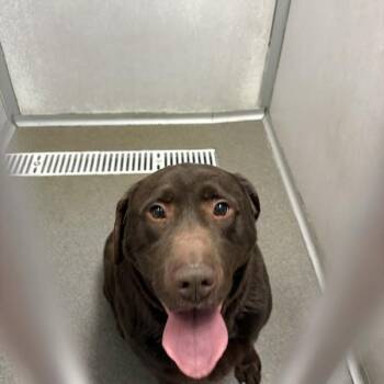Tank -  Labrador Retriever Dog for Adoption in Des Moines, Iowa - Tank | PetCurious