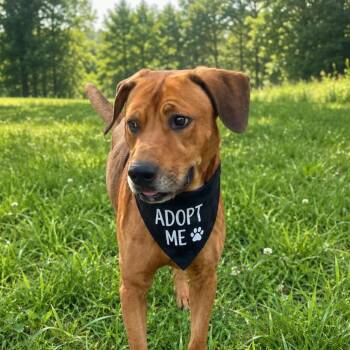 Buddy -  Labrador Retriever Dog for Adoption - Buddy | PetCurious