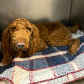 Standard Poodle Dogs Available for Adoption - Saint | PetCurious