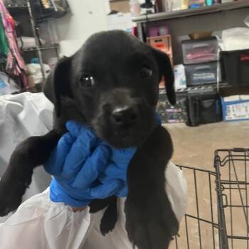 Nova (Hillary) -  Chocolate Labrador Retriever and Shepherd Dog for Adoption in Edinburg, Texas - Nova (Hillary) | PetCurious