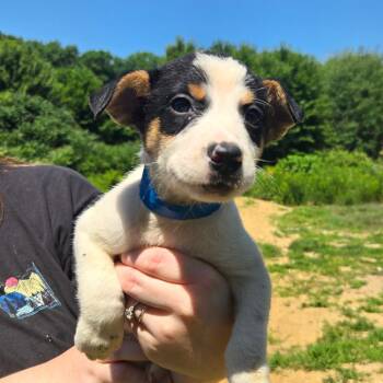 CT Ecuador -  Mixed Breed Dog for Adoption in Eastford, Connecticut - CT Ecuador | PetCurious