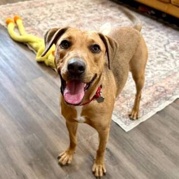 Black Mouth Cur and Labrador Retriever Dogs Available for Adoption - Sophie Rosie Pocket Full Of Sunshine | PetCurious