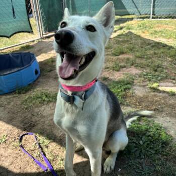 White German Shepherd and German Pinscher Dogs Available for Adoption in Edinburg, Texas - Baddy | PetCurious